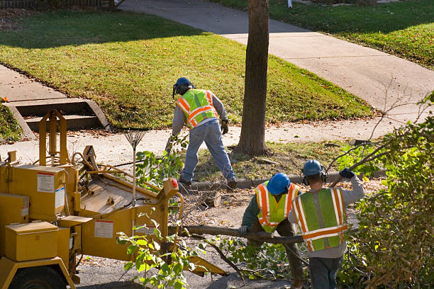 Best Tree Removal Services  in Cleveland, OH